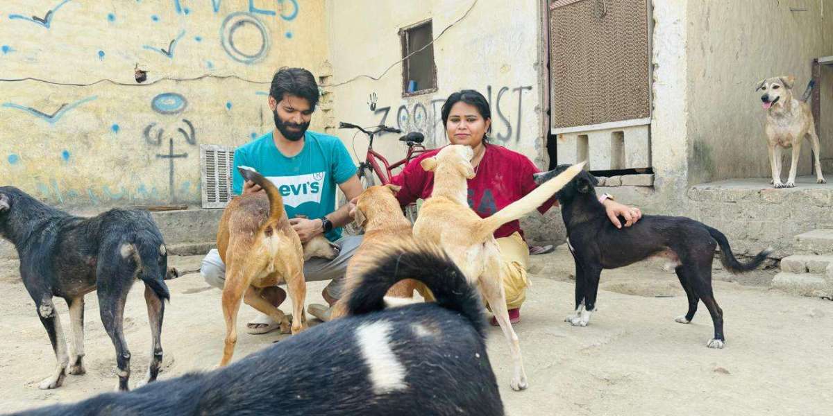 How Compassionate Animal Care Can Change Lives: Small Actions That Make a Big Difference