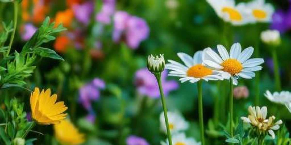 Aaron Decide athletics betting preferred towards be 2025 property operate king