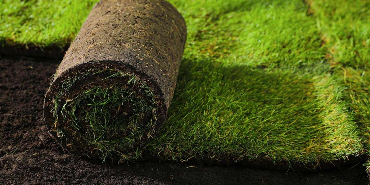 Affordable Hydroseeding Services for New Lawn Care Projects