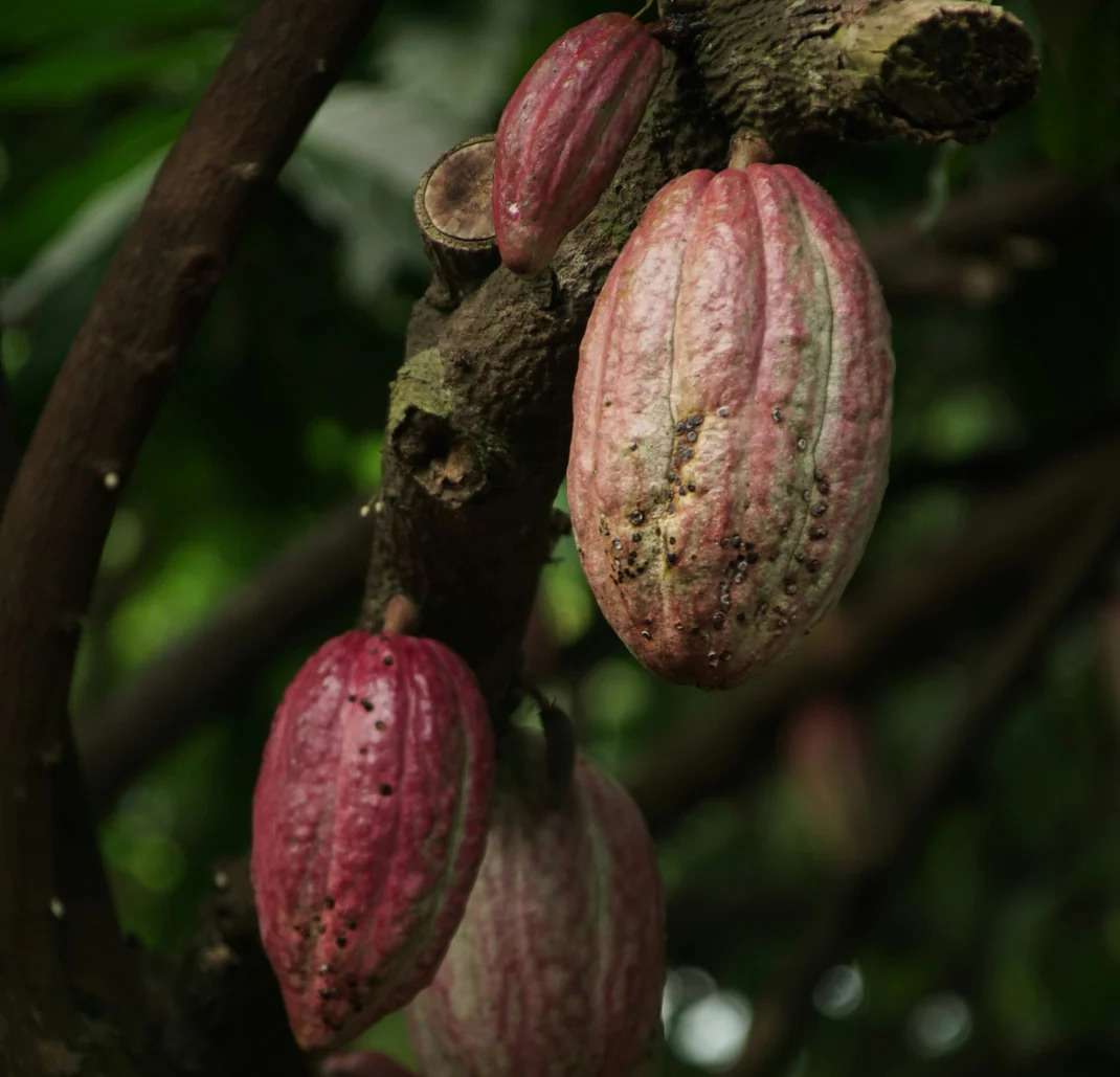 callebaut chocolate company Profile Picture